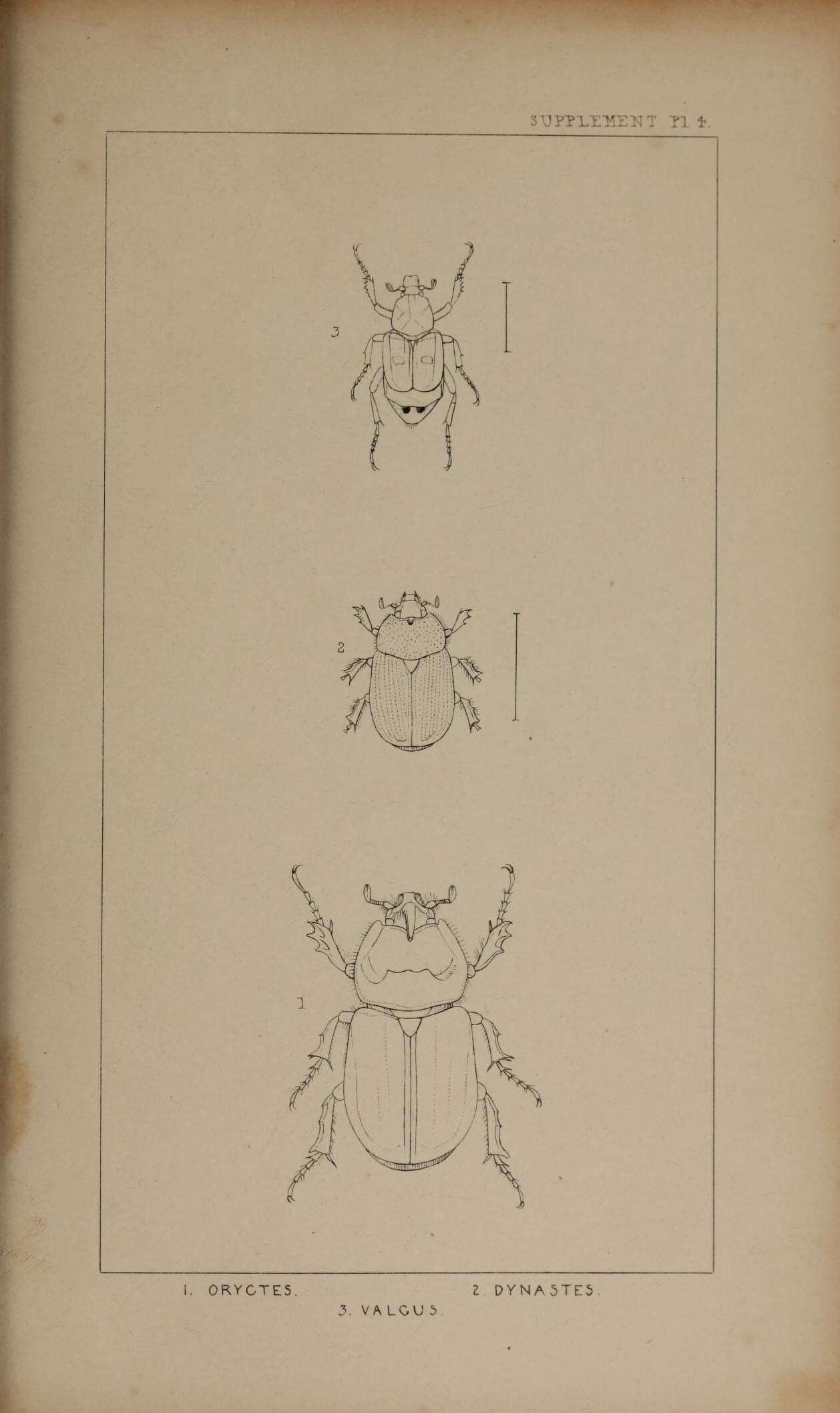 Image of European rhinoceros beetle