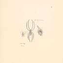 Image of Oxyopes gemellus Thorell 1891