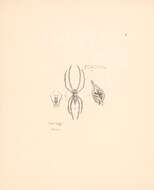 Image de Oxyopes gemellus Thorell 1891