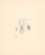 Image of Oxyopes gemellus Thorell 1891