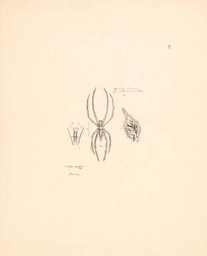 Image of Oxyopes gemellus Thorell 1891