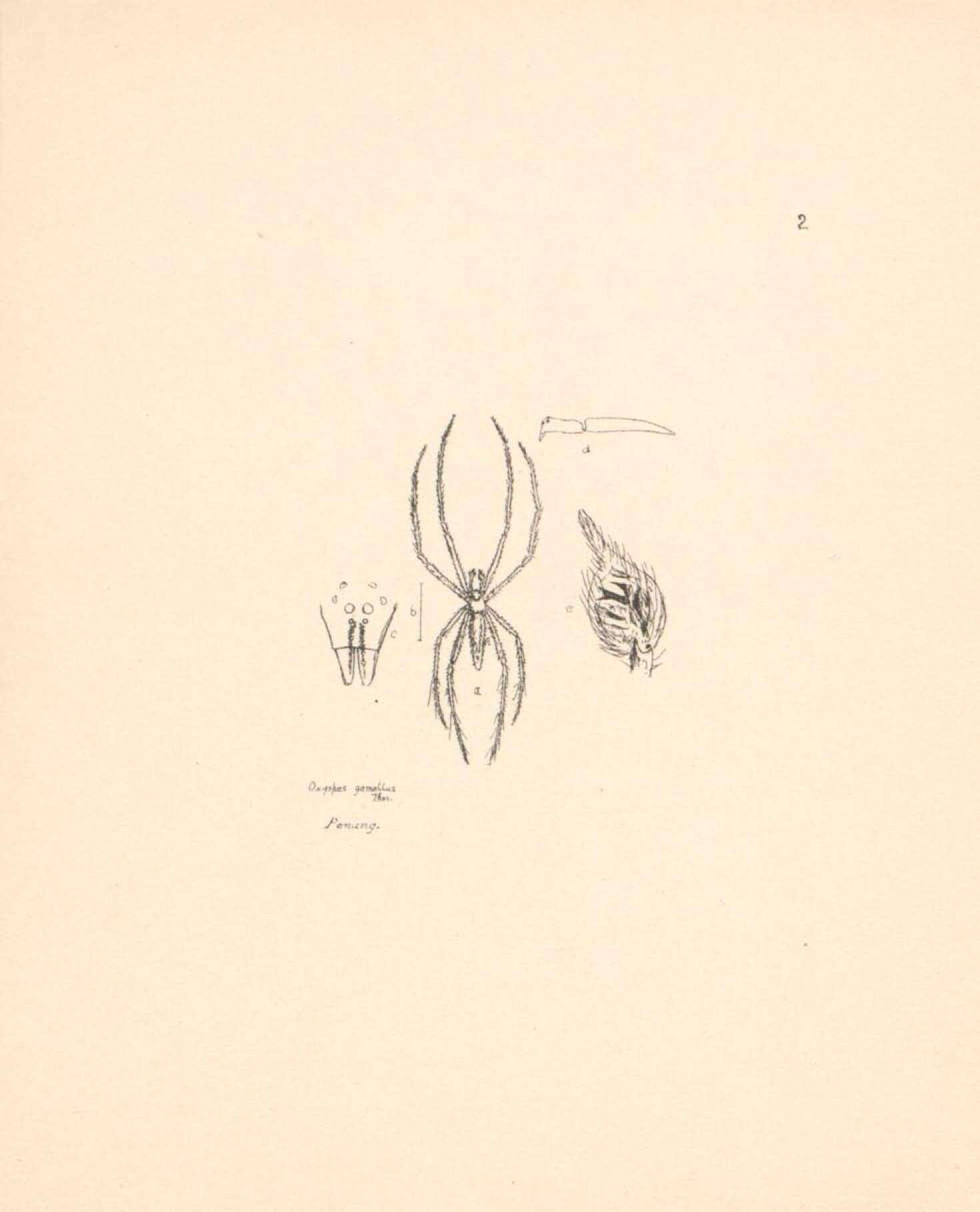 Image of Oxyopes gemellus Thorell 1891