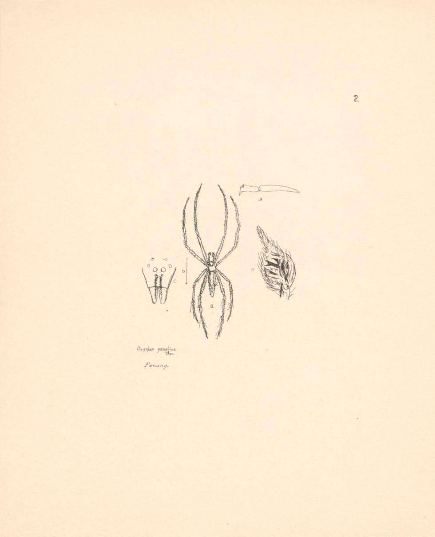 Image de Oxyopes gemellus Thorell 1891