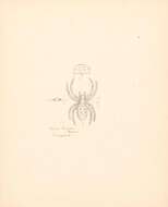 Image de Cyrtophora beccarii (Thorell 1878)