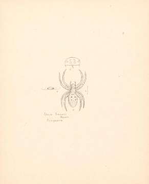 Image of Beccari's Tent Spider