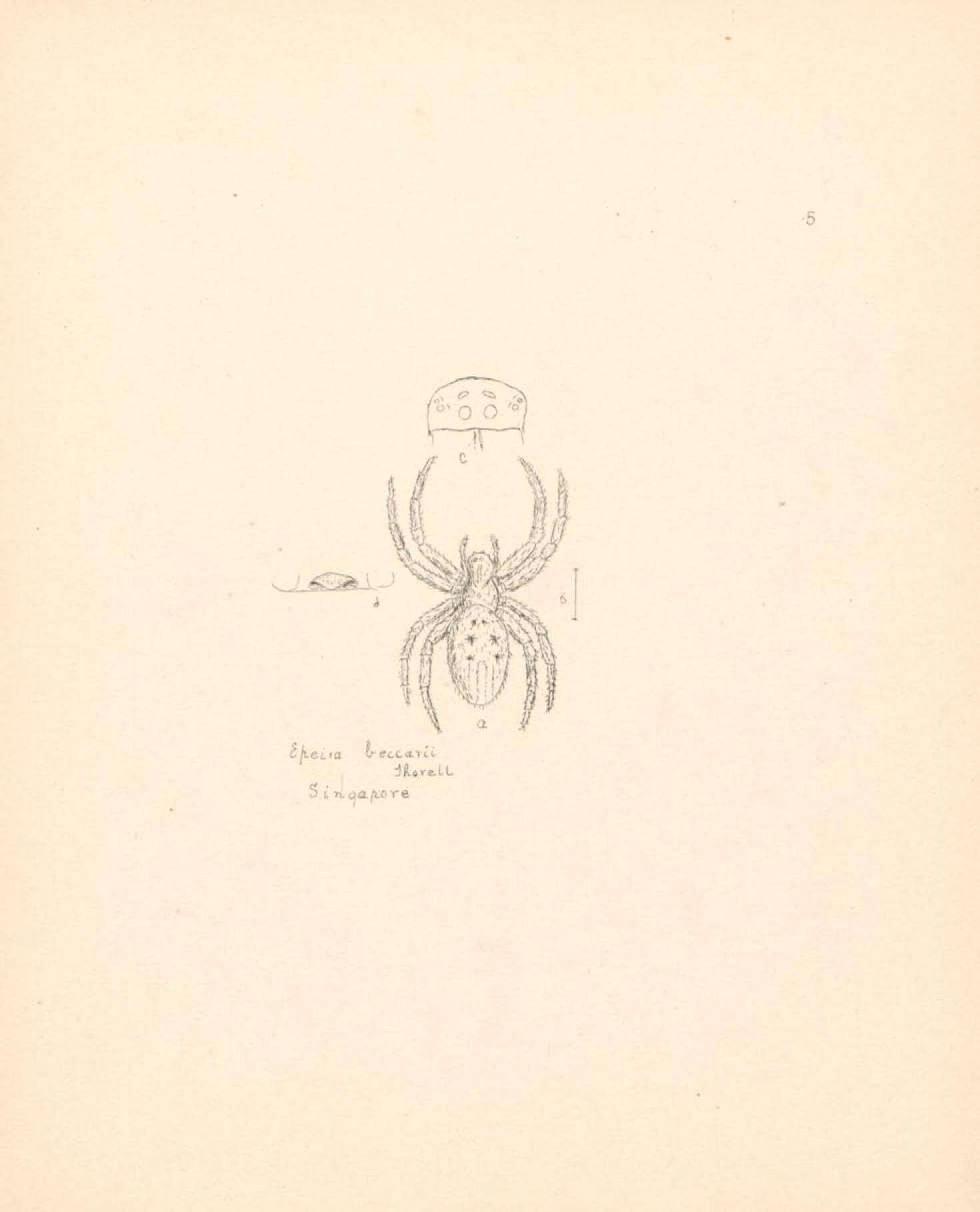 Image de Cyrtophora beccarii (Thorell 1878)