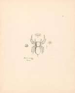 Sivun Mantius russatus Thorell 1891 kuva