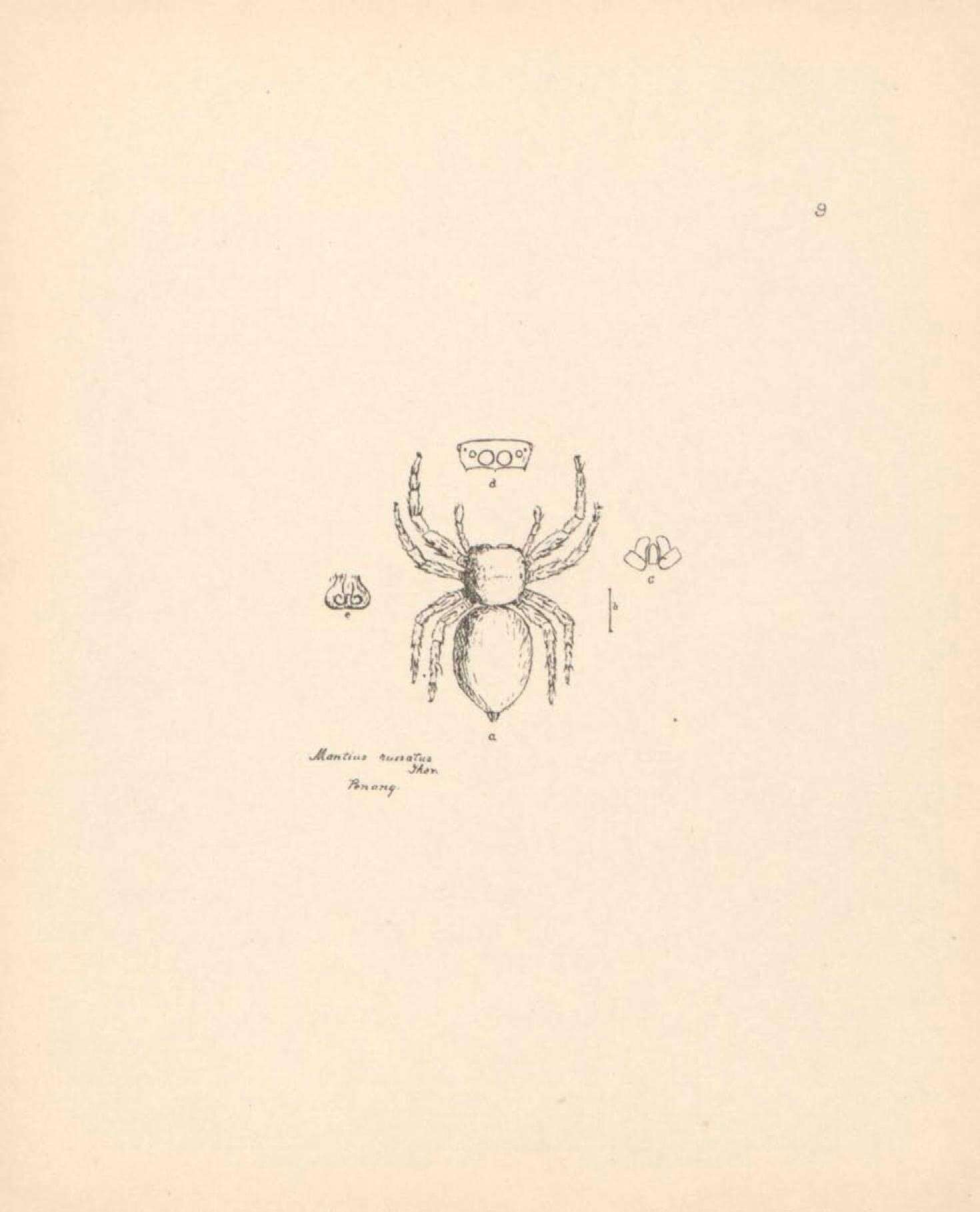 Image of Mantius russatus Thorell 1891