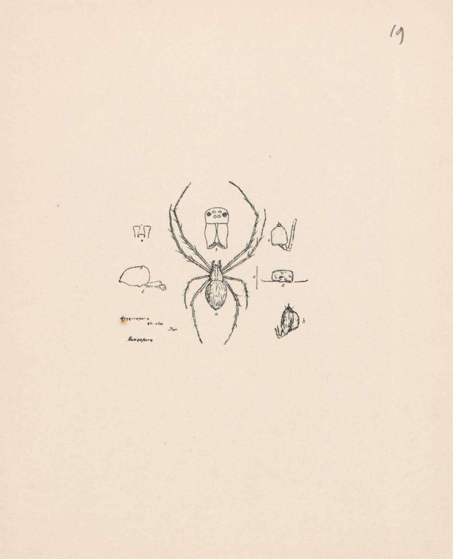 Image de Tylorida striata (Thorell 1877)