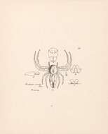 Image de Loxobates ornatus Thorell 1891