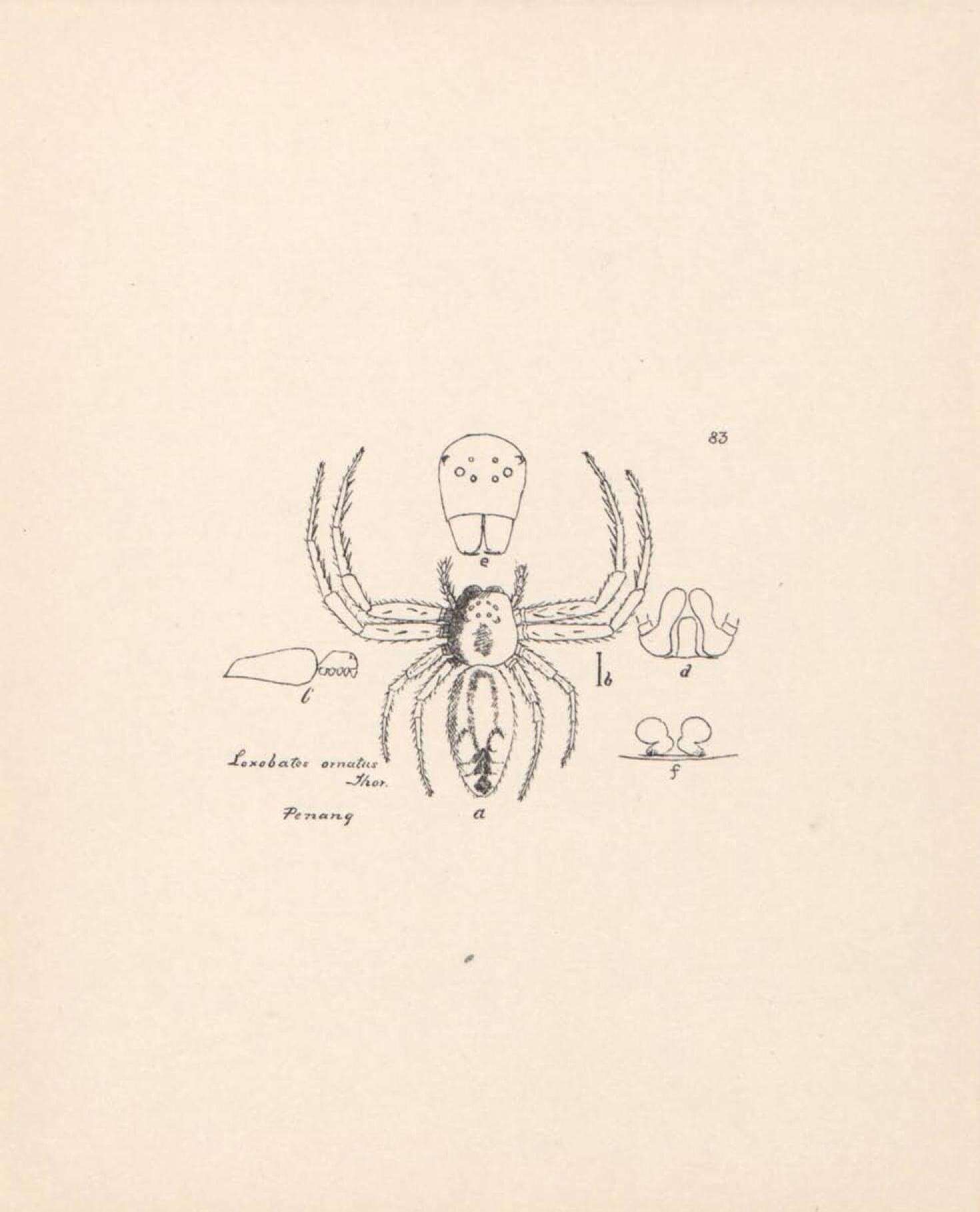 Image of Loxobates ornatus Thorell 1891