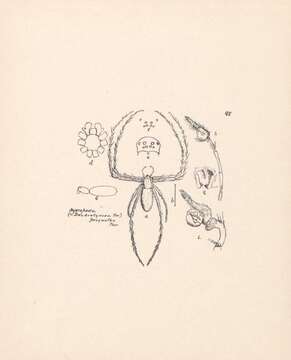 Plancia ëd Hygropoda prognatha Thorell 1894