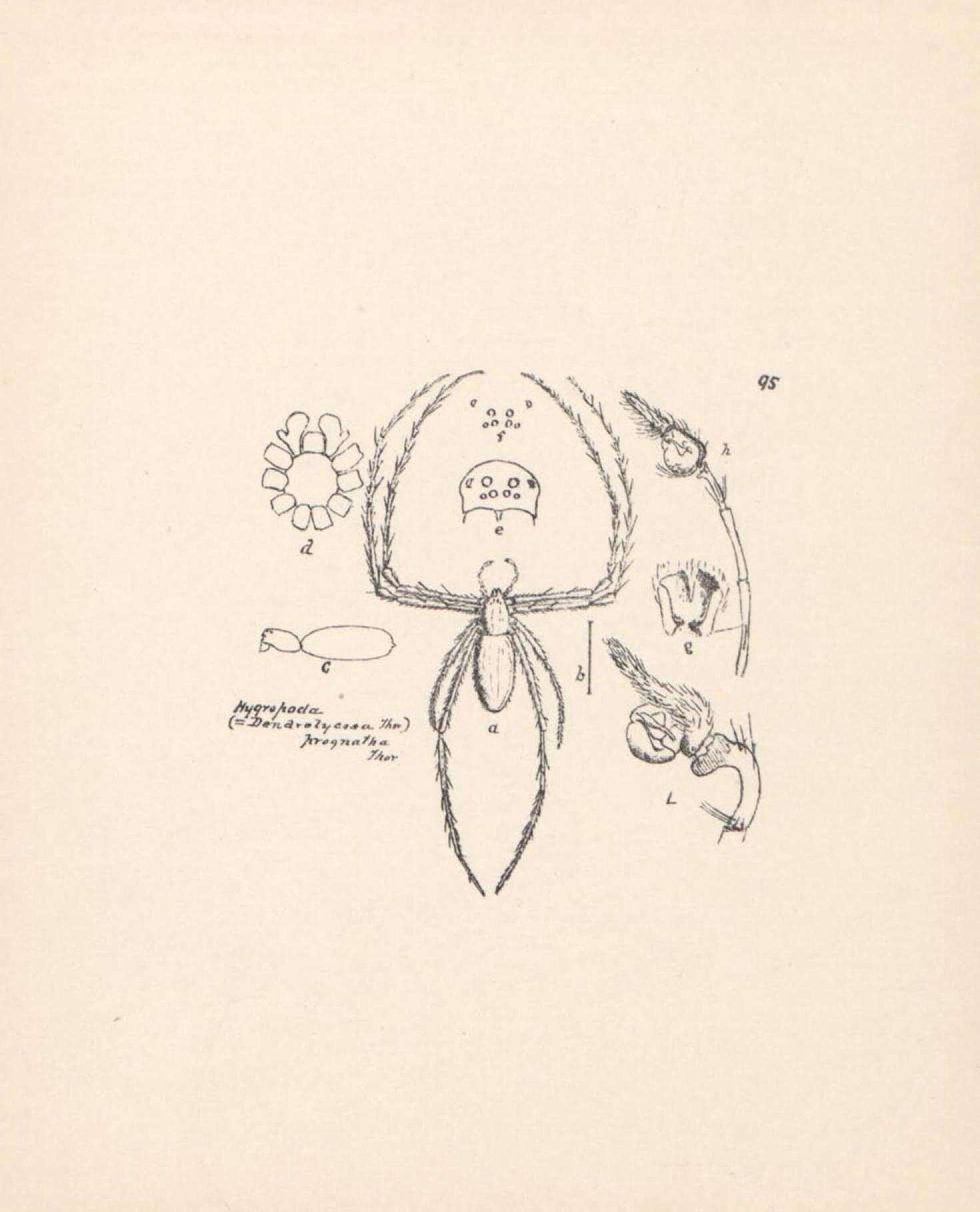 Image de Hygropoda prognatha Thorell 1894