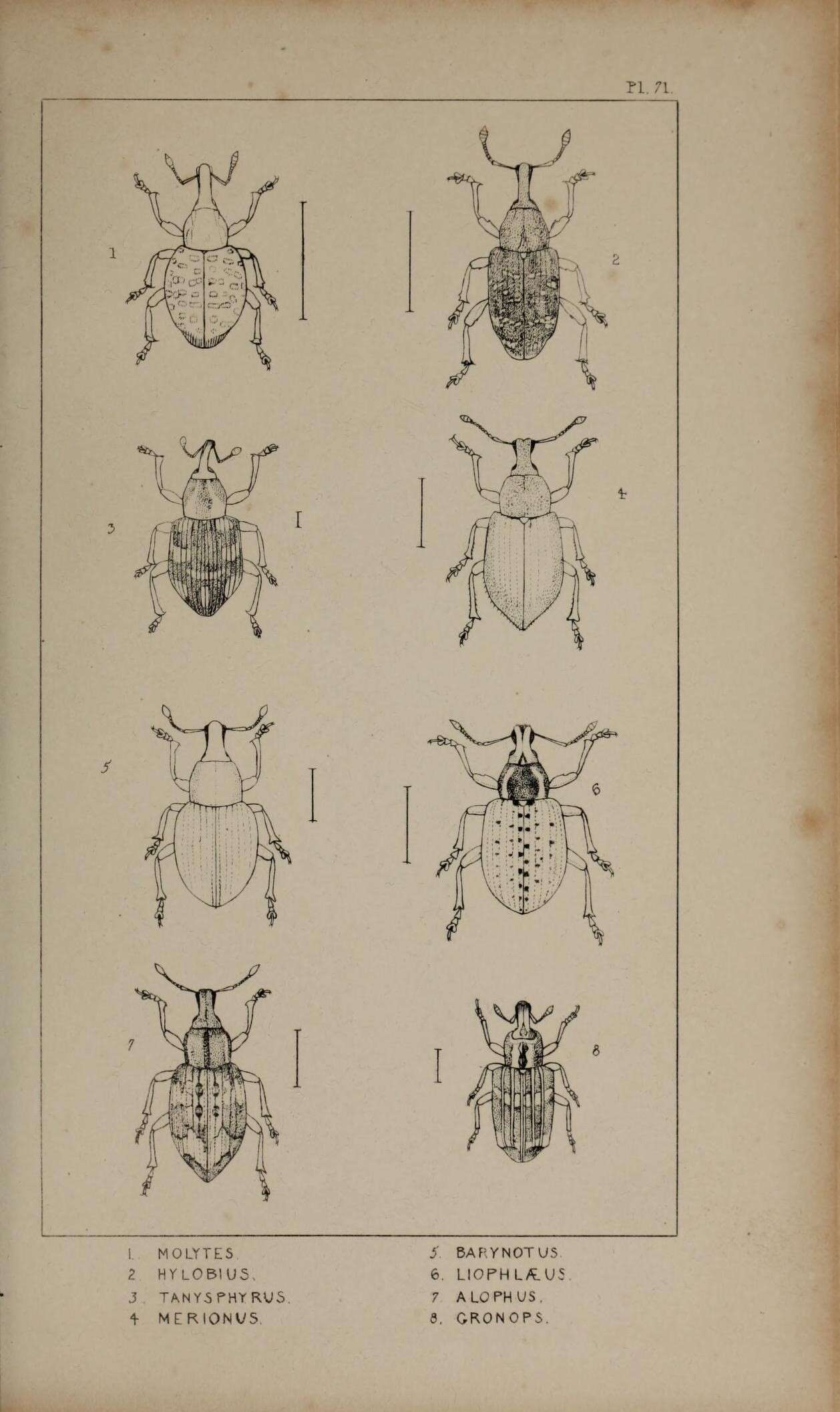 Sivun Molytes germanus Schoenherr 1823 kuva