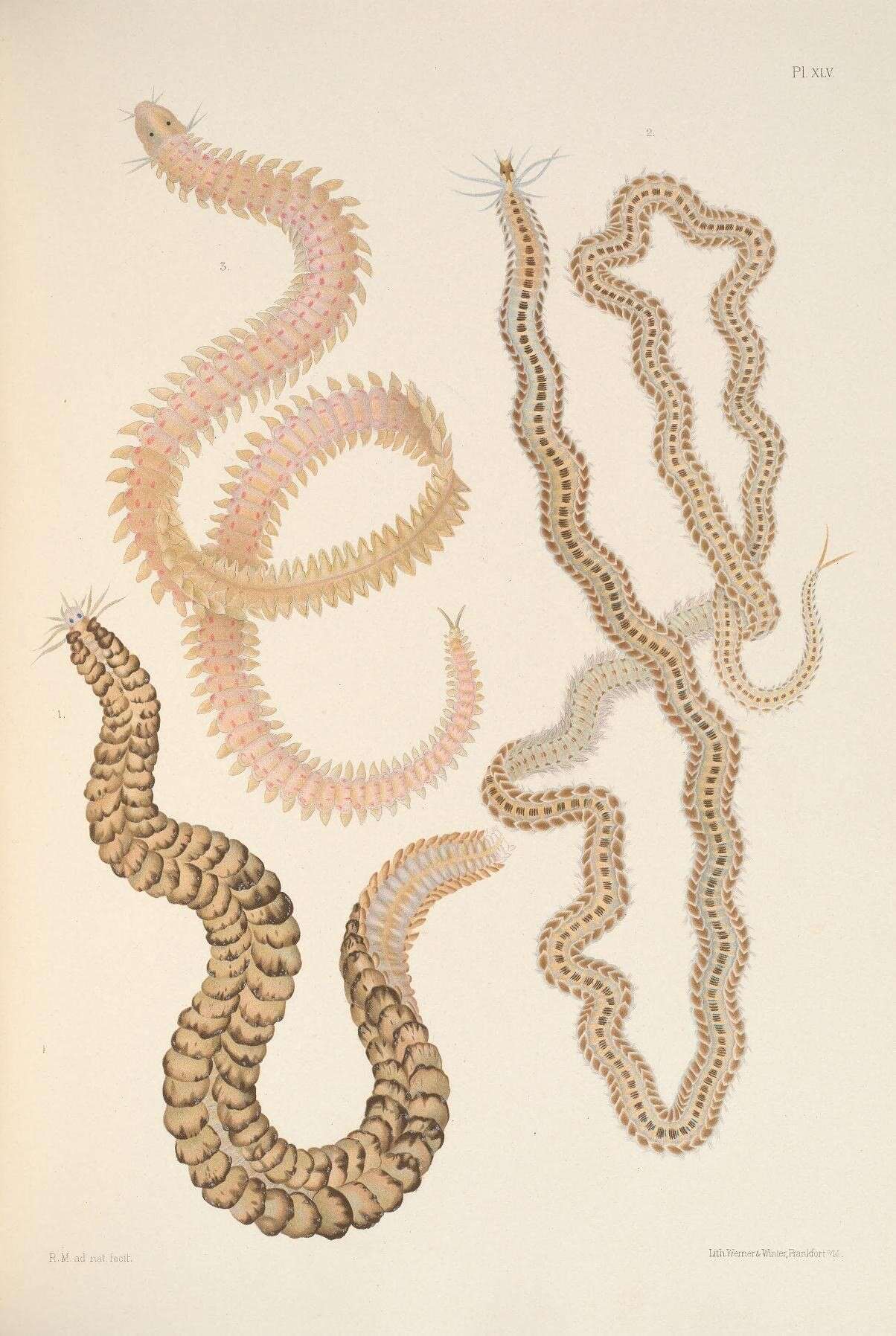 Image de Annelida