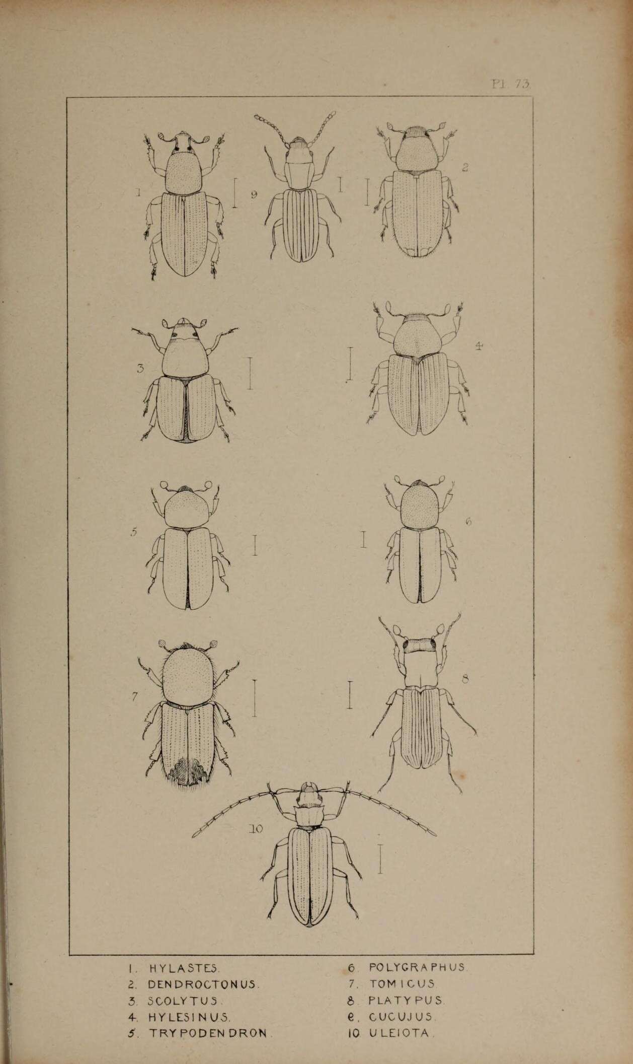 Image of Hylastes ater Erichson 1836