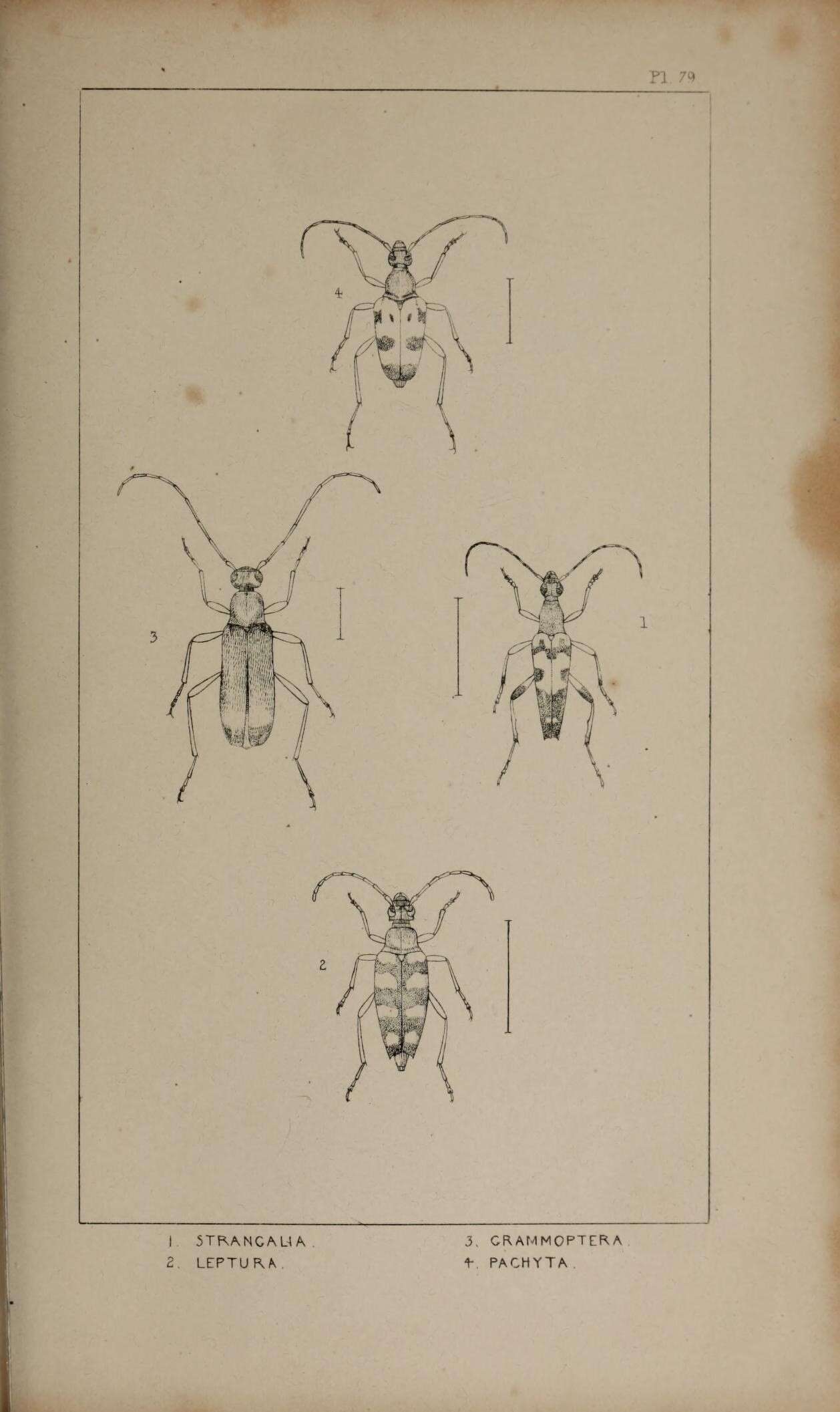 Leptura quadrifasciata Linné 1758 resmi