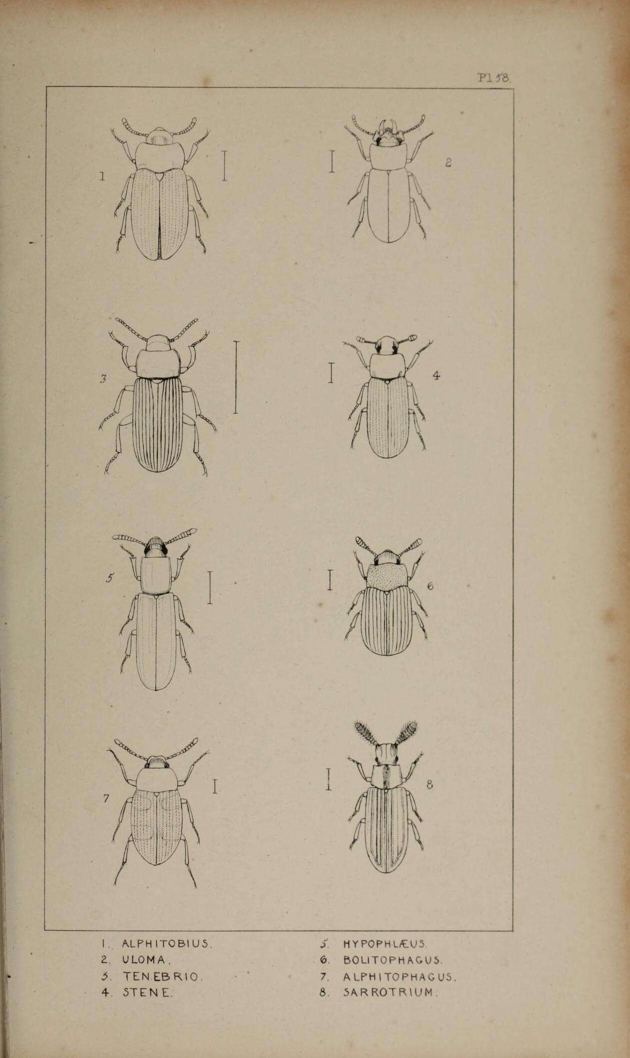 Image de Alphitobius laevigatus (Fabricius 1781)