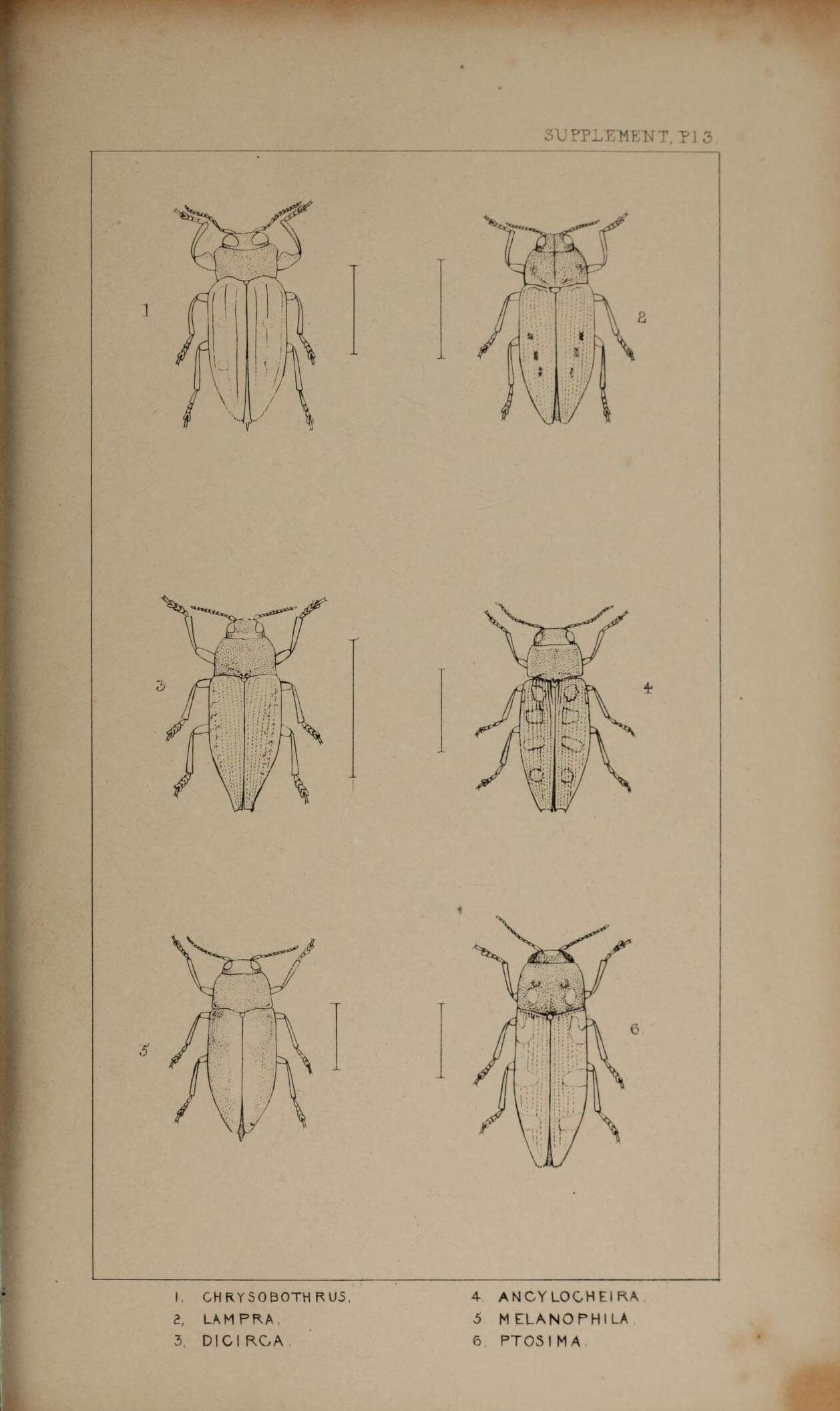 Imagem de Chrysobothris chrysostigma (Linnaeus 1758)