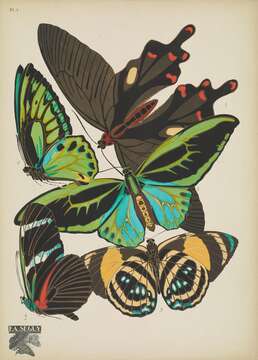 Image of Heliconius antiochus Linnaeus 1767