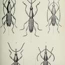 صورة Pseudobelopherus orientalis Calabresi 1920