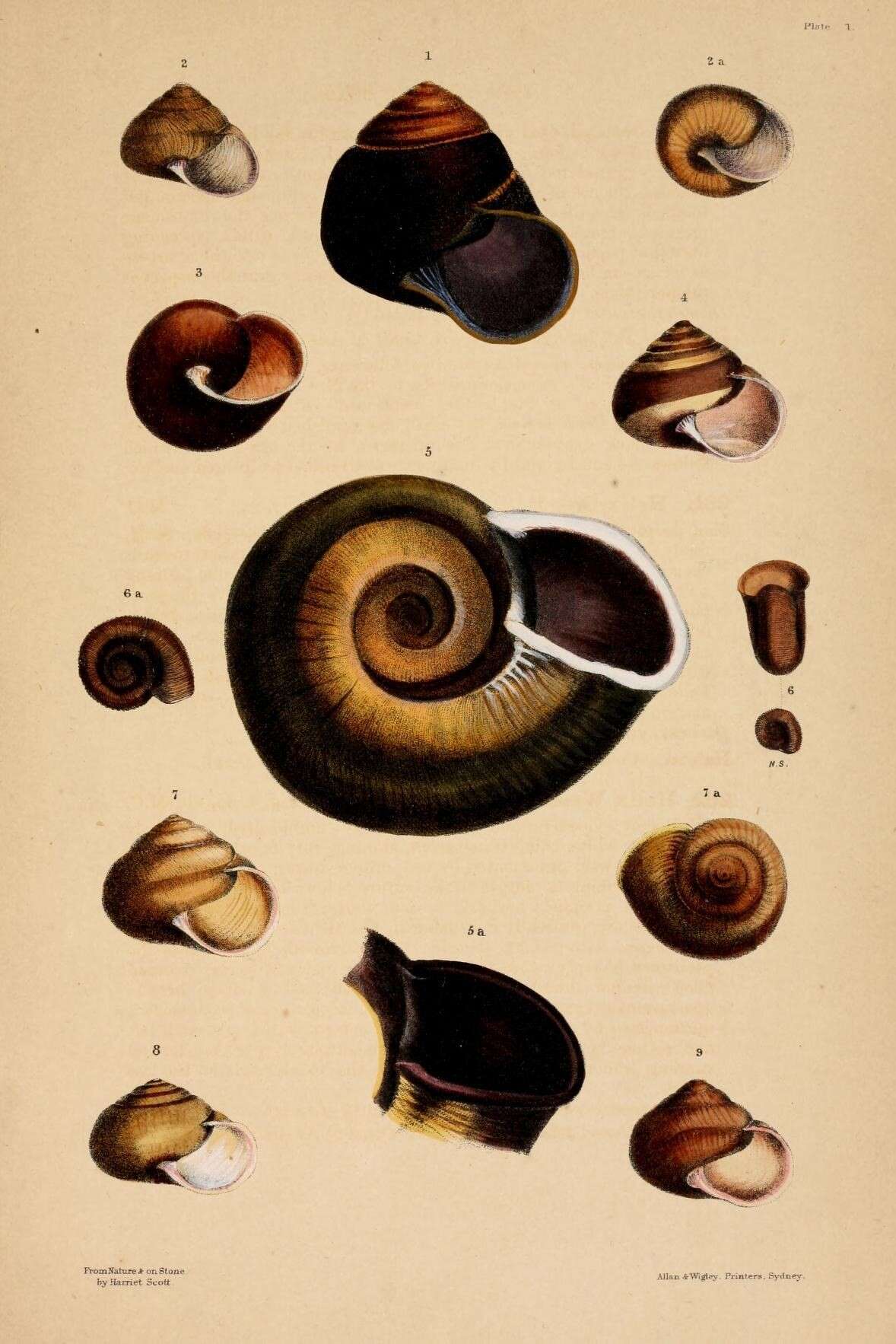 Image of Gyrocochlea vinitincta (Cox 1868)