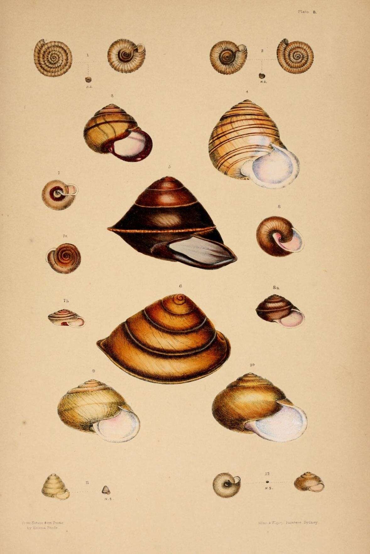Image de Iotula microcosmos (Cox 1868)