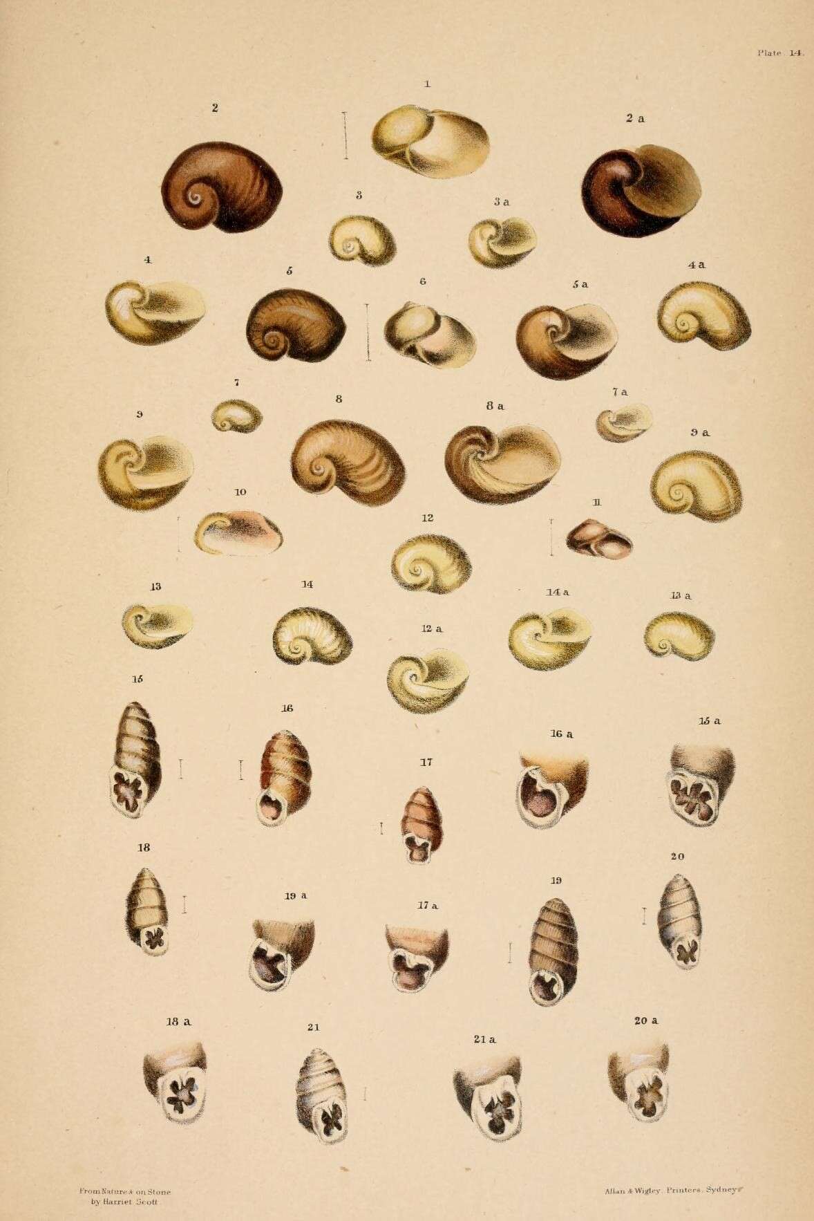 Image of Cylindrovertilla kingi (Cox 1864)