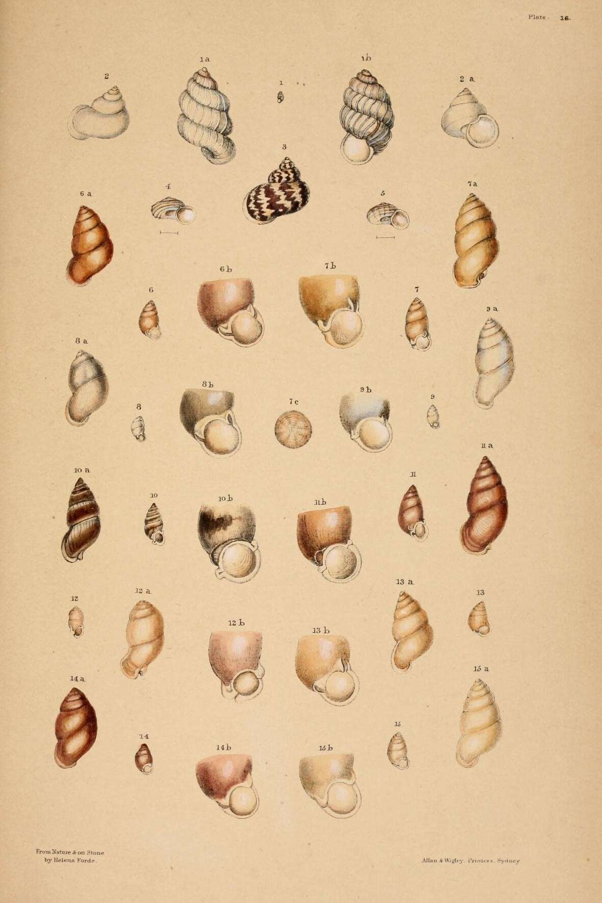 Image of Velepalaina strangei (Benson 1853)