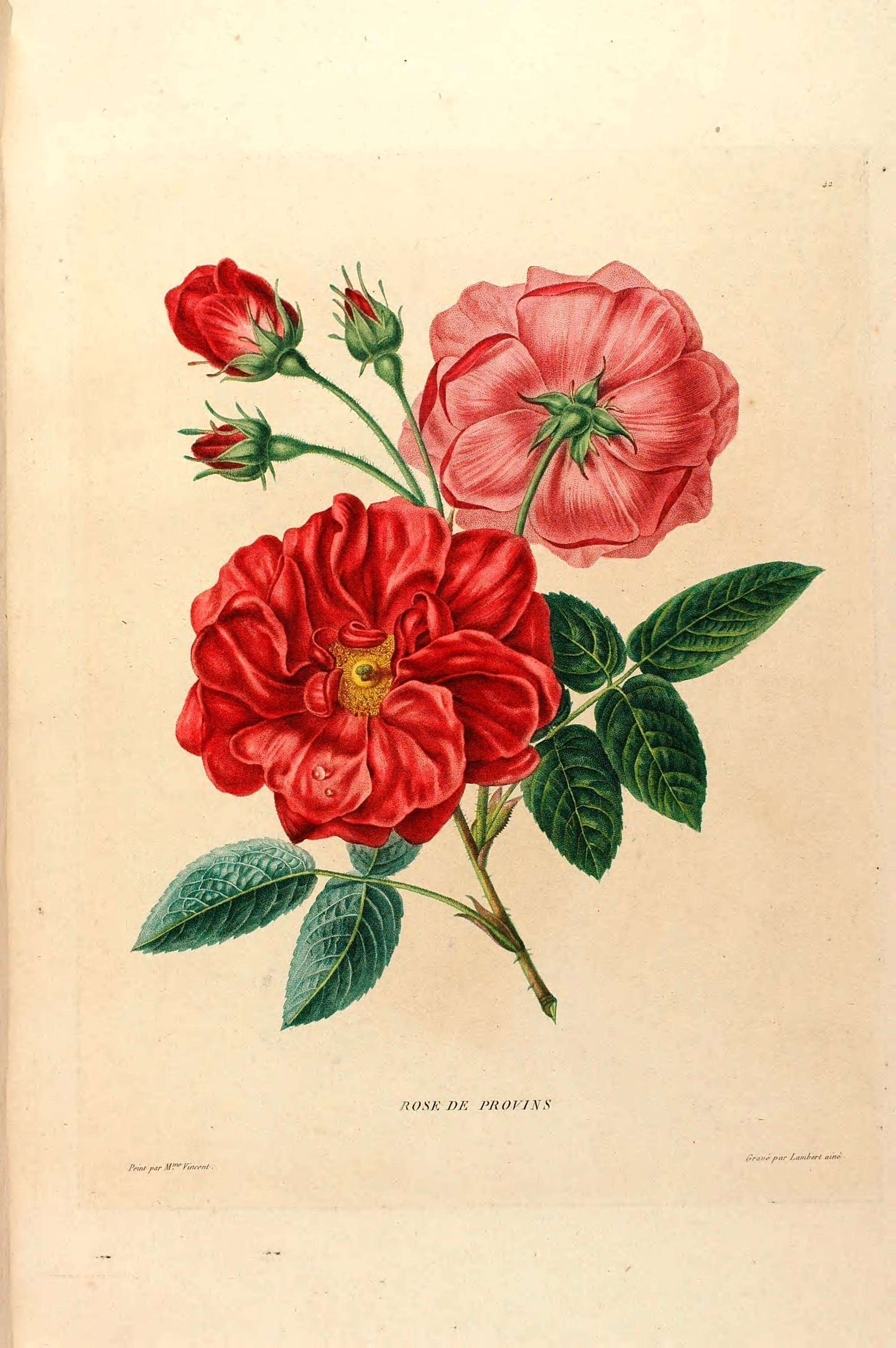 Image of French rose