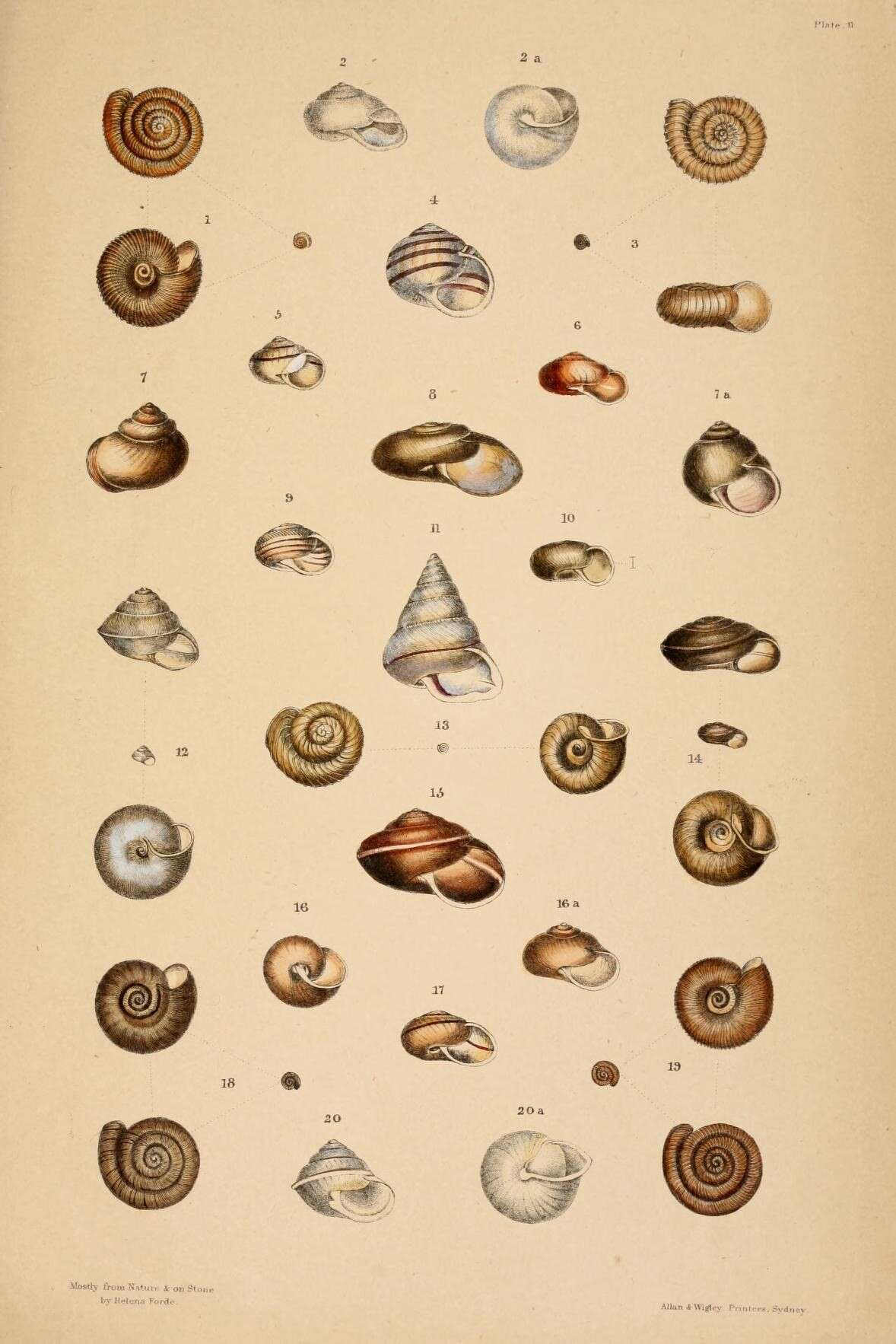 Image de Magilaoma penolensis (Cox 1868)