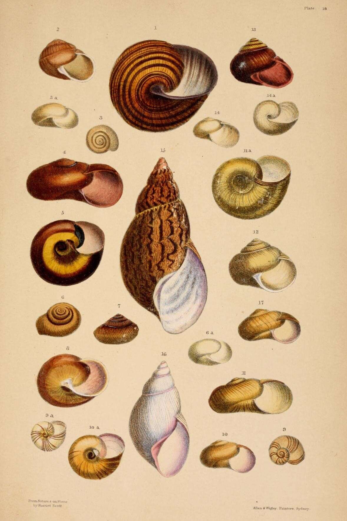 Image of Strangesta confusa (Pfeiffer 1855)