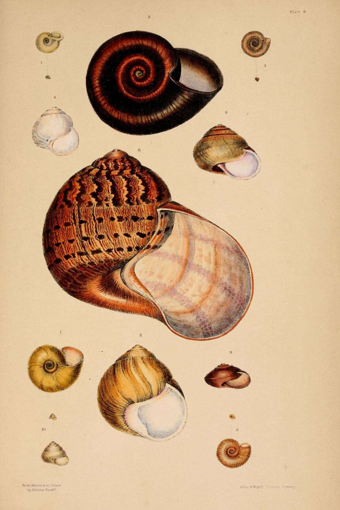 Image of Hedleyella falconeri (Gray 1834)