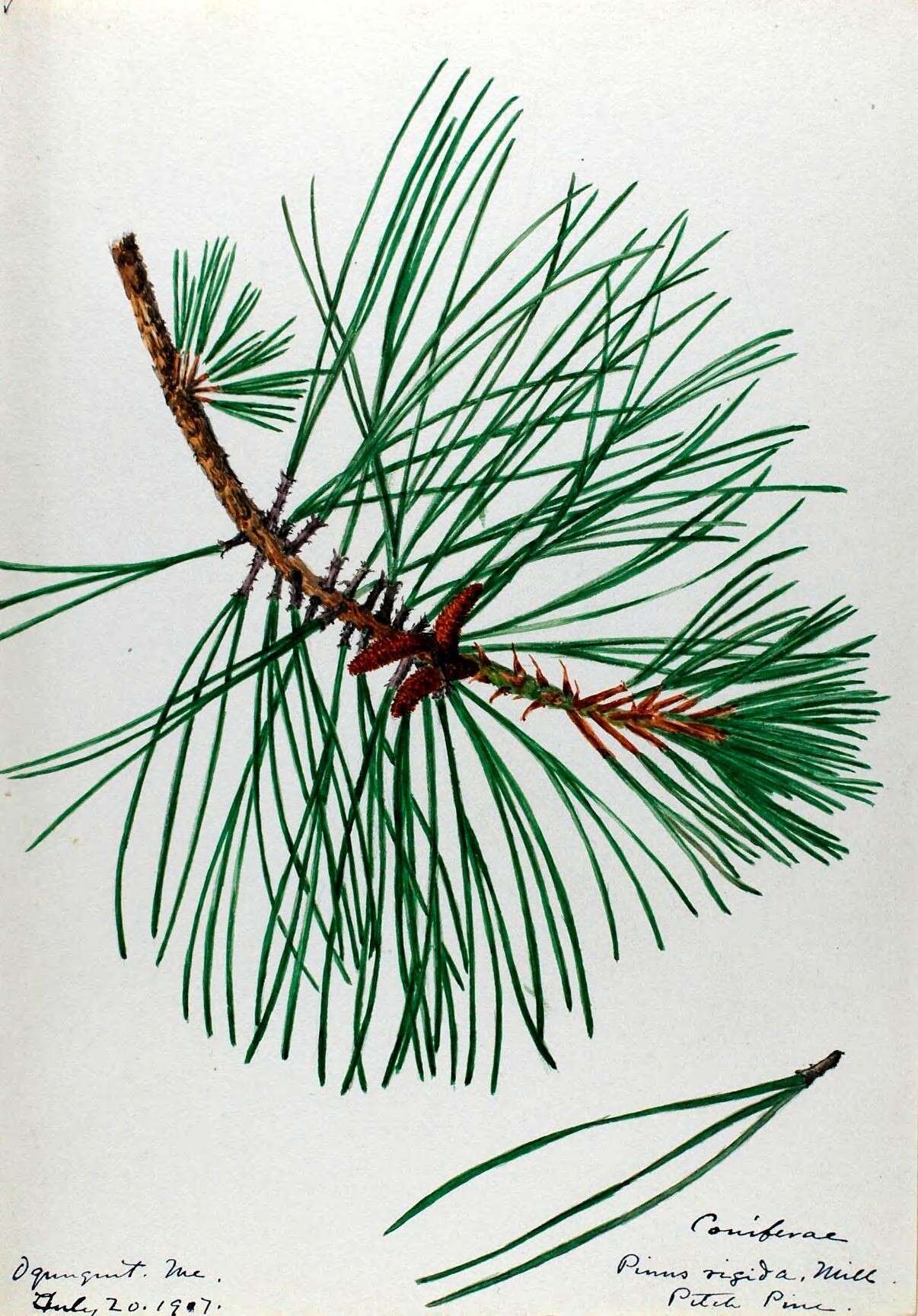 Pinus rigida Mill. resmi