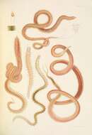 Image de Orbinia latreillii (Audouin & H Milne Edwards 1833)
