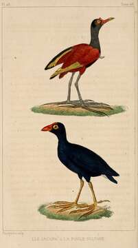 Image of Wattled Jacana