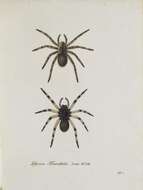 Image of wolf spiders