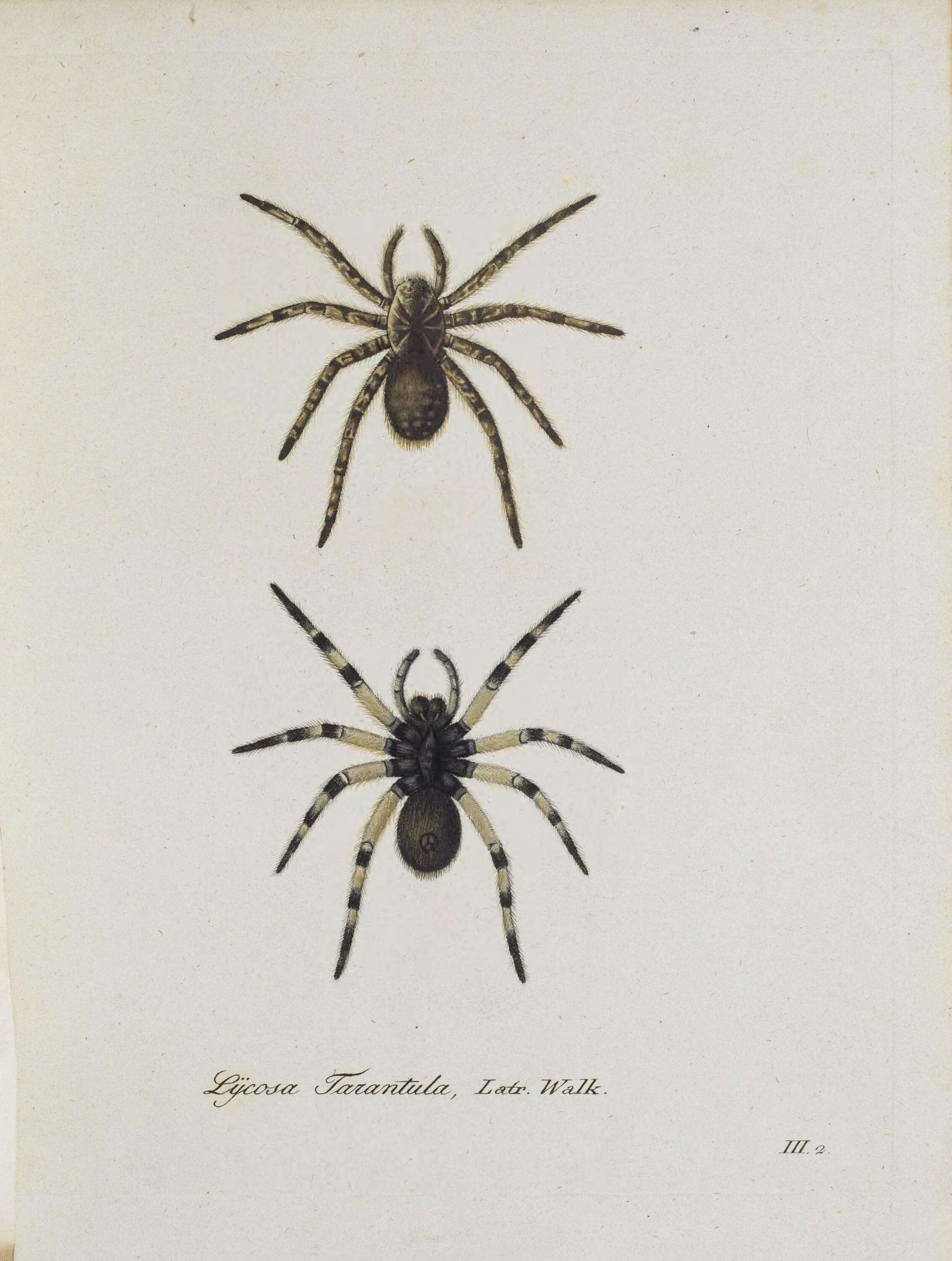 Image de Lycosidae