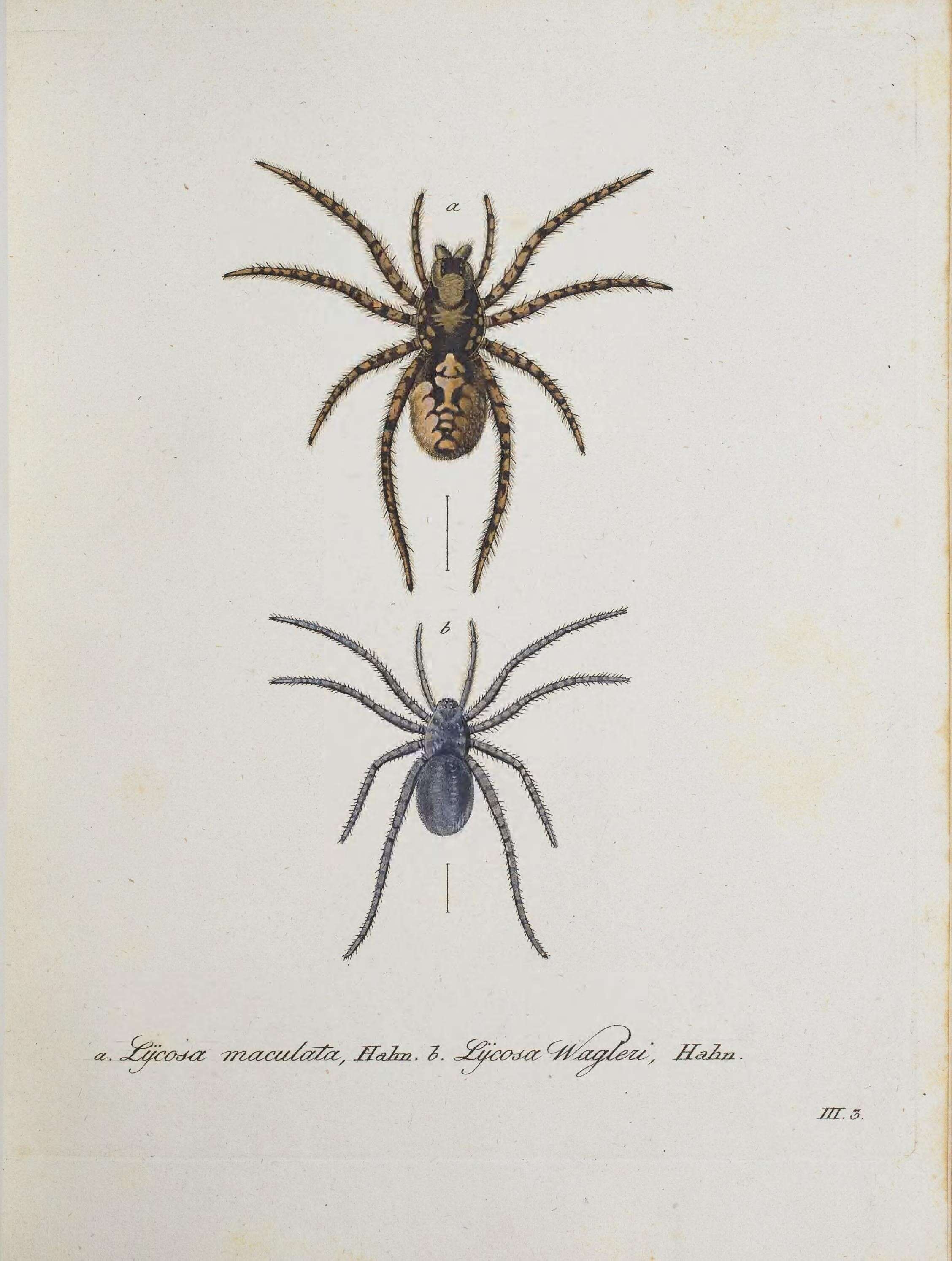 Image of wolf spiders