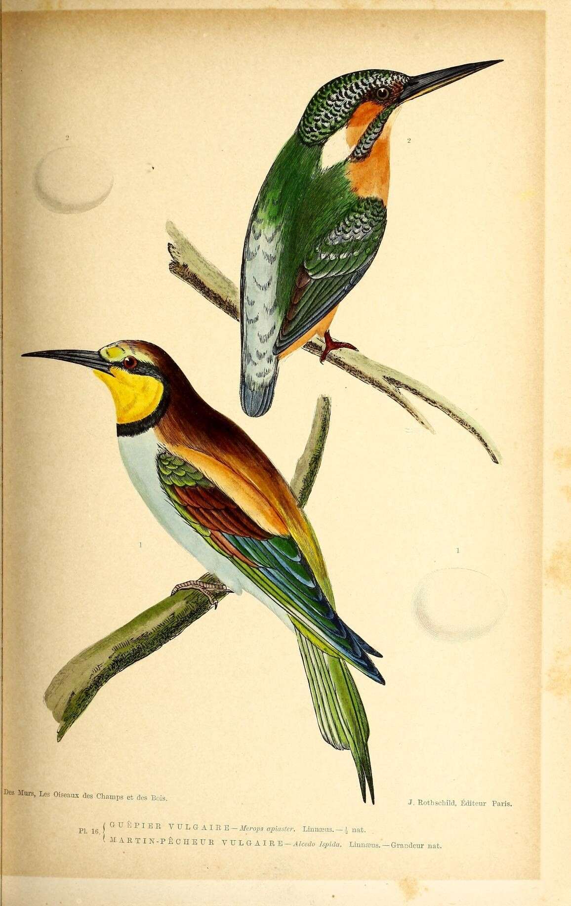 Image of bee-eater, european bee-eater