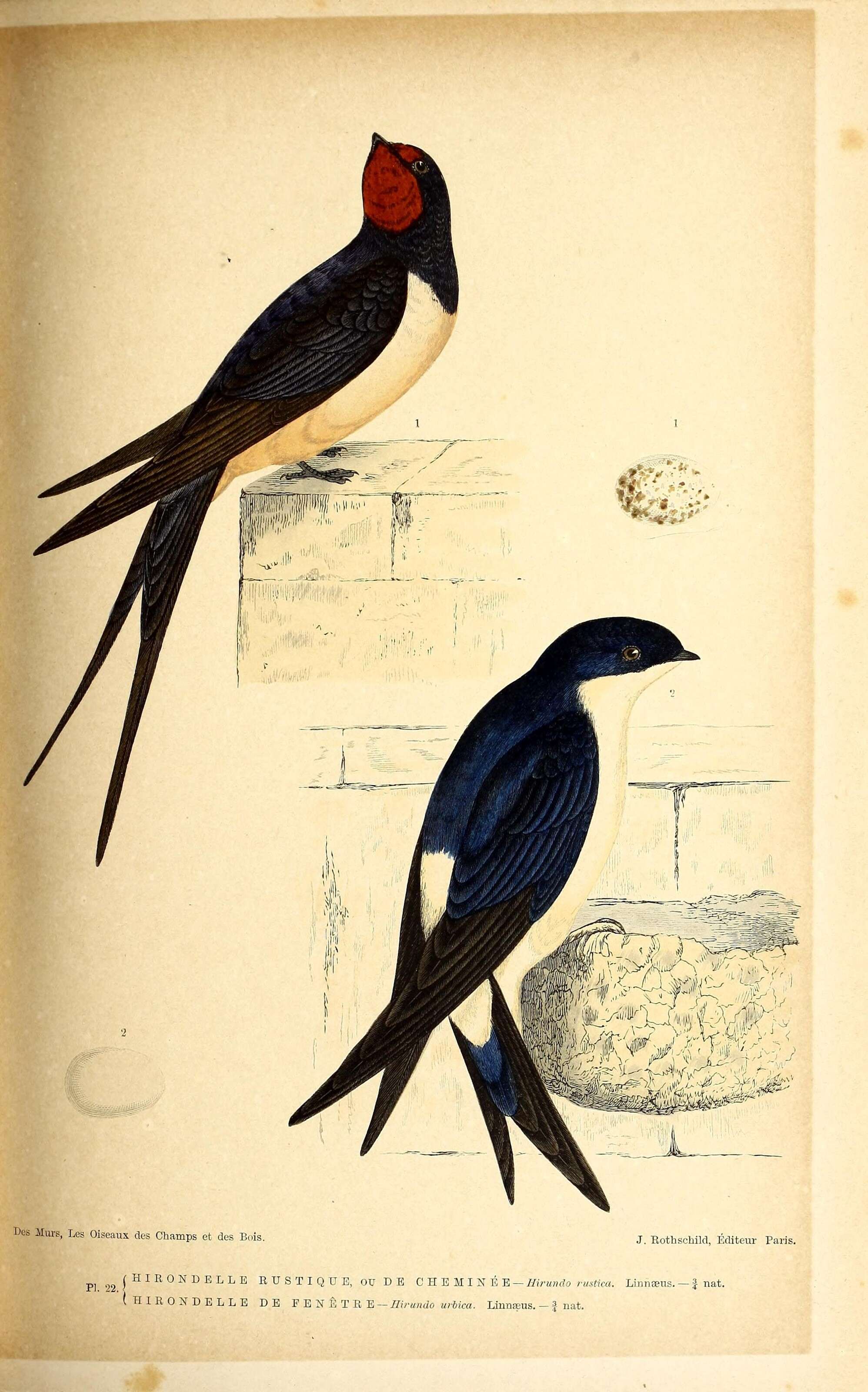 Image of Hirundo Linnaeus 1758