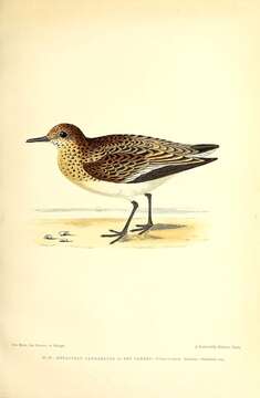 Image of Sanderling