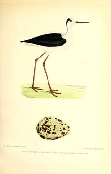 Image of Black-winged Stilt