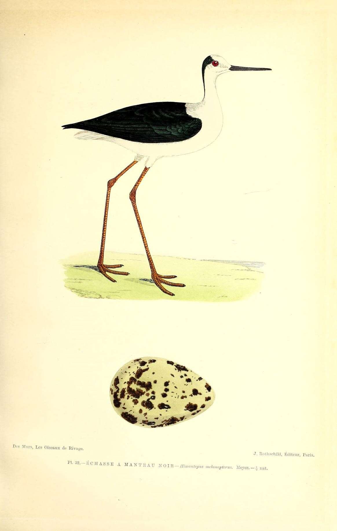 Plancia ëd Himantopus himantopus (Linnaeus 1758)