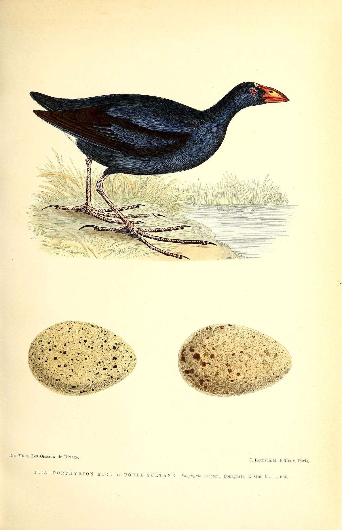 Image de Poule sultane