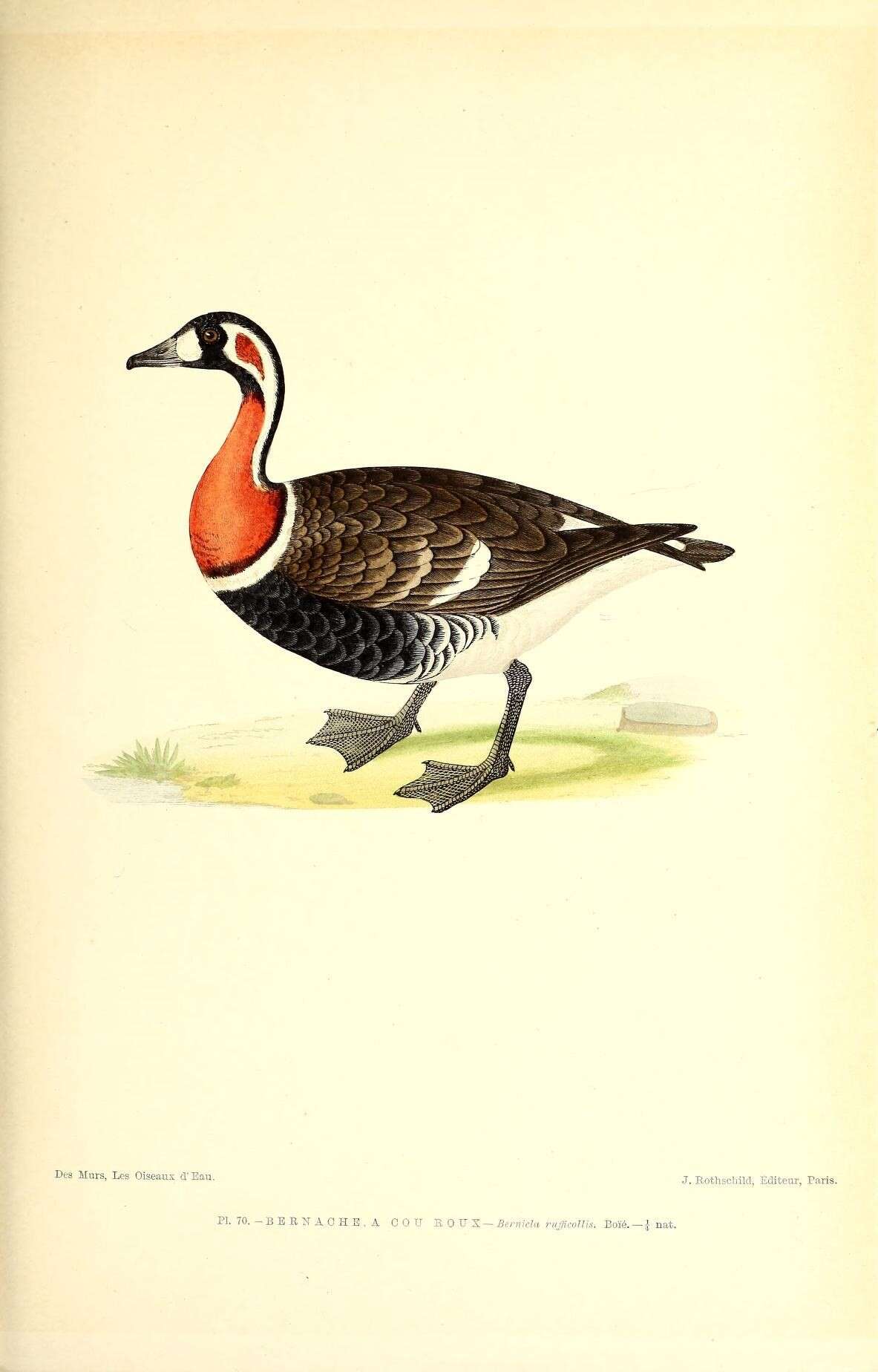 Image of Red-breasted Goose