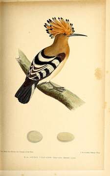 Image of Upupa Linnaeus 1758