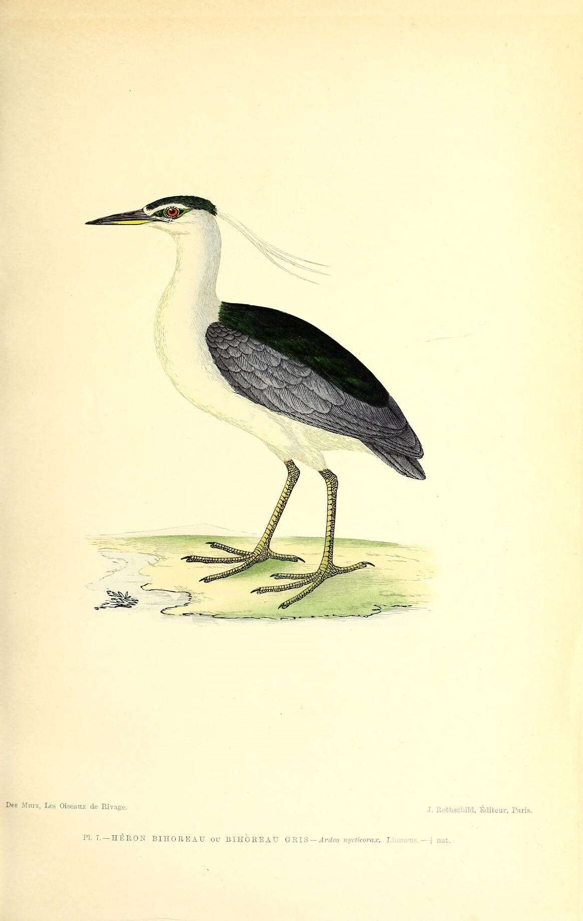 Image of Night Herons