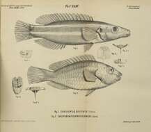 Sivun Bodianus opercularis (Guichenot 1847) kuva