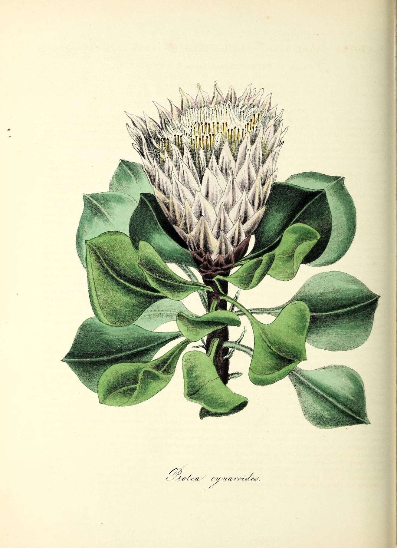 Image of king protea